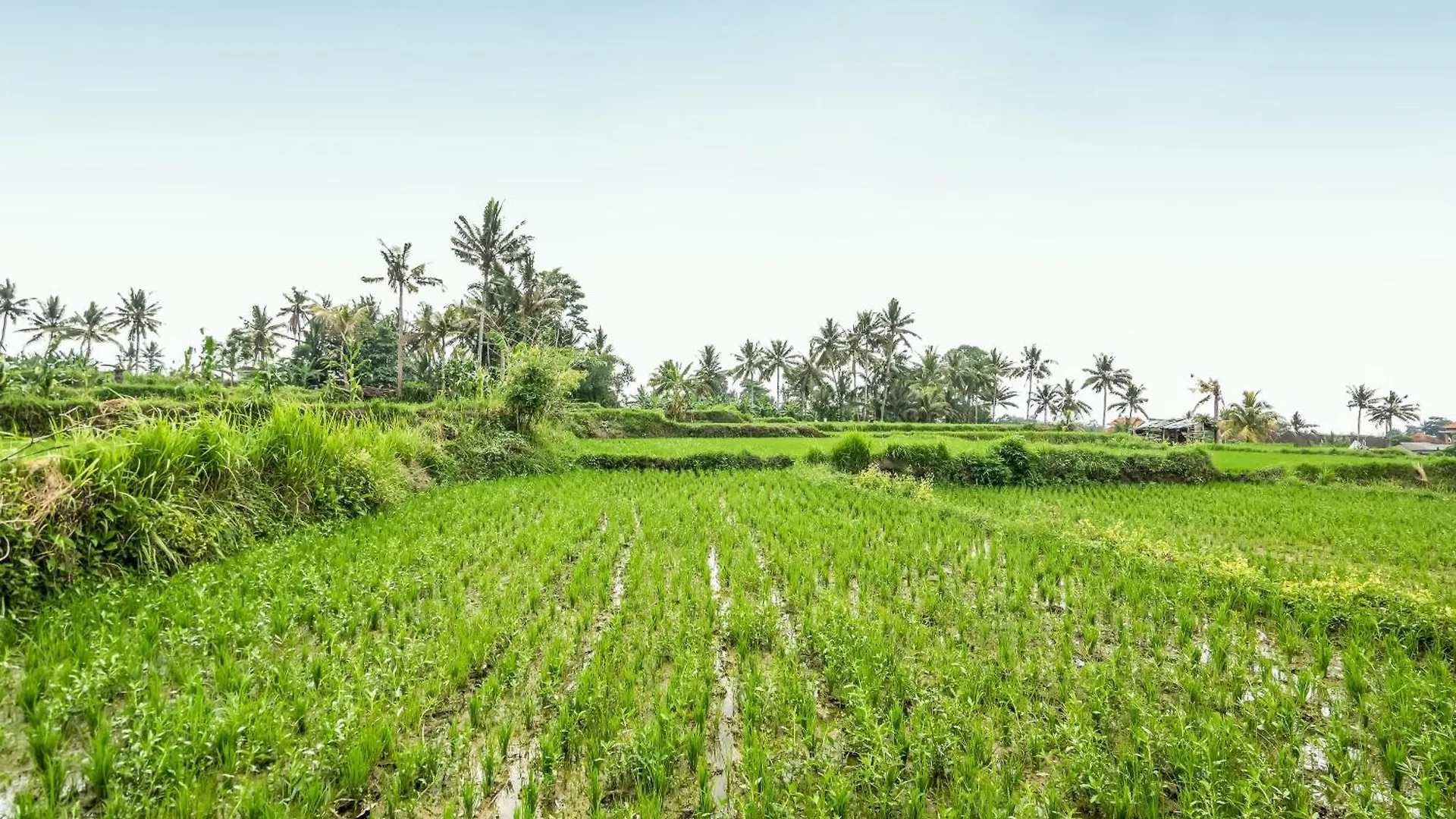 Yamuna Guest House Ubud  Indonesia